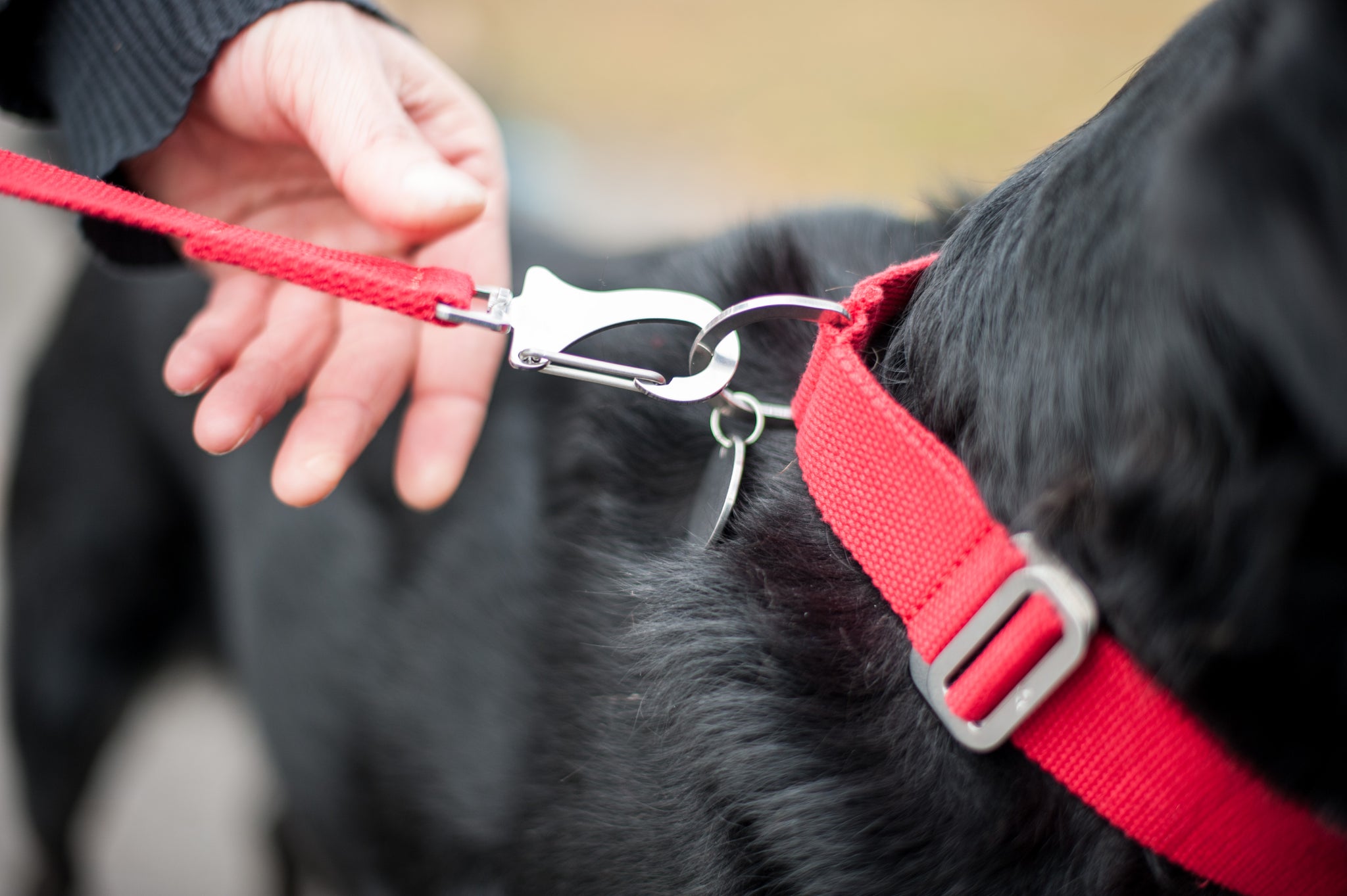 red cotton dog collar and lead