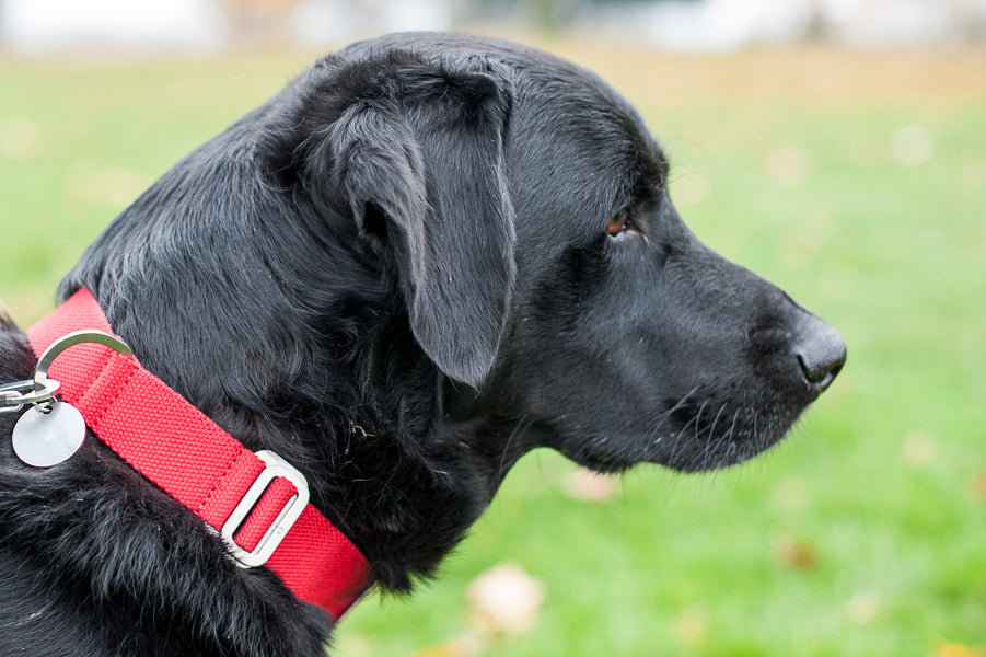 red fabric collar for a lab