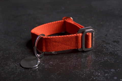 small orange dog collar