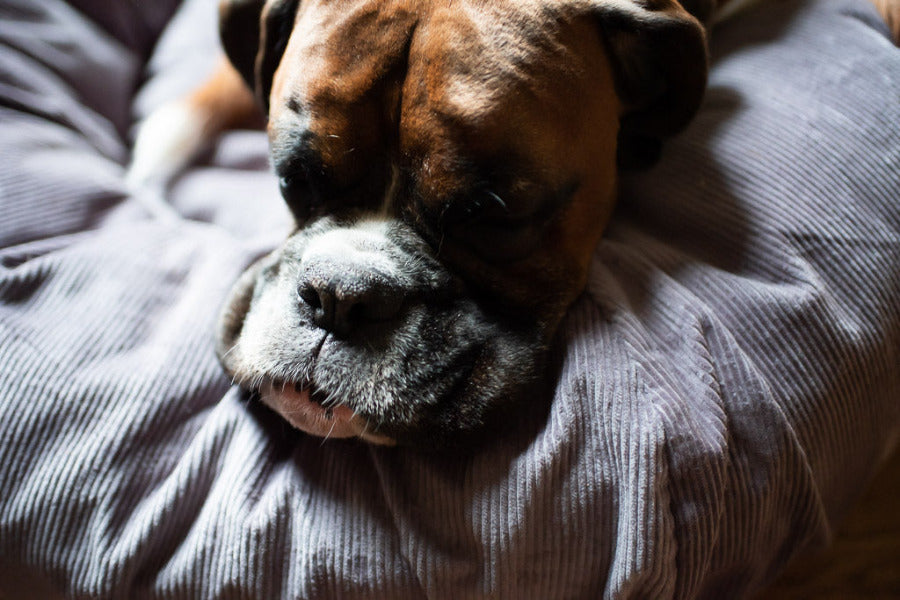 soft corduroy dog bed