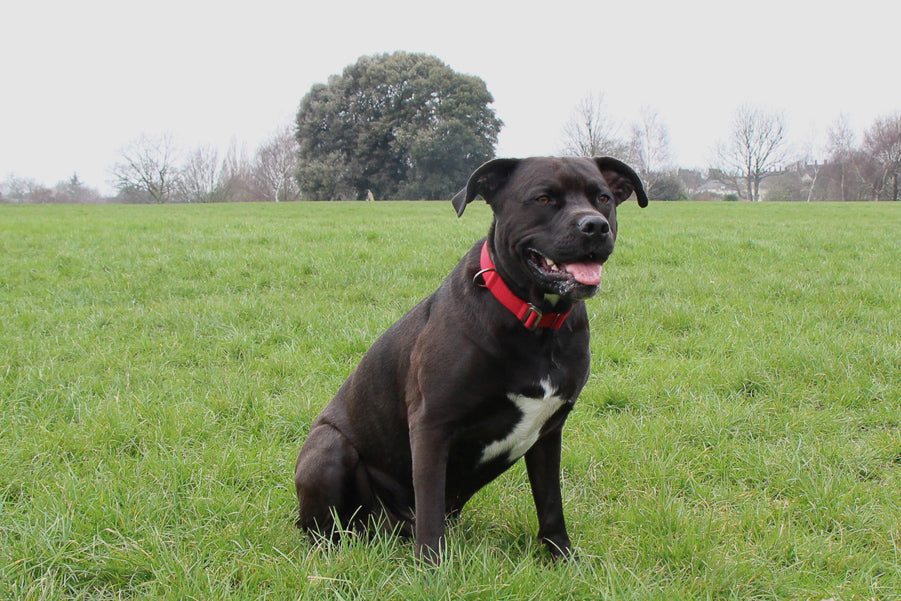 strong red collar for big dog