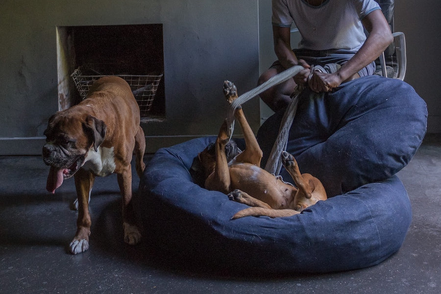 stuffing a dog bed in action