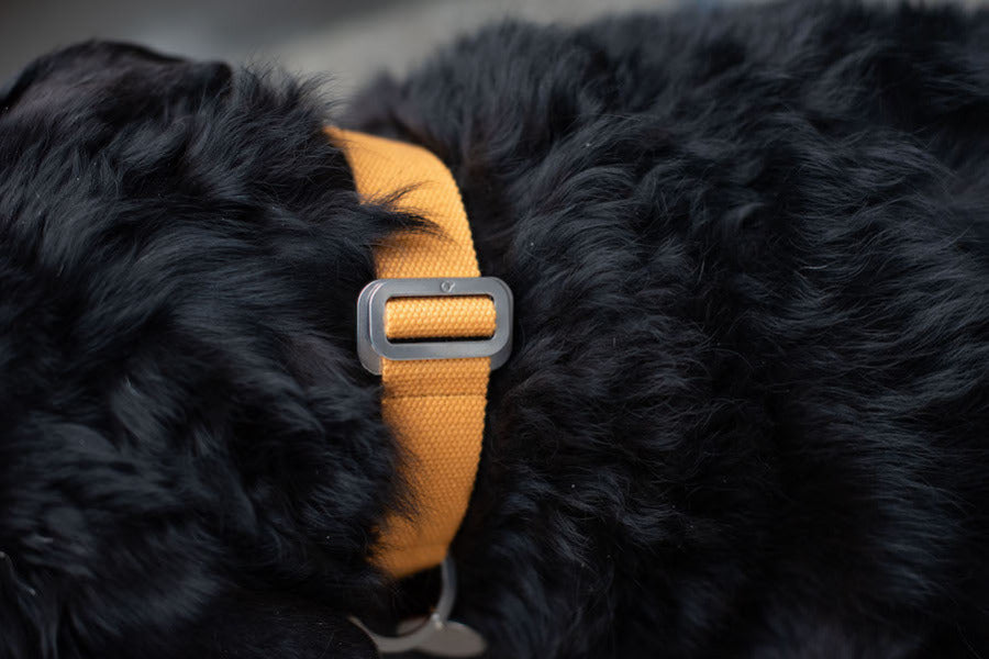 tangy mustard dog collar