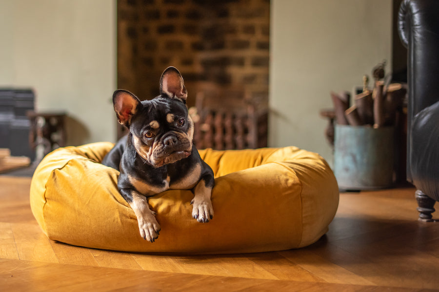 velvet Hindquarters dog bed