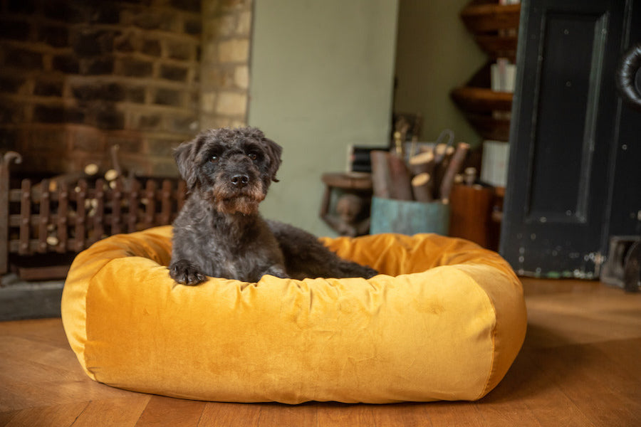 velvet comfy bed for dog