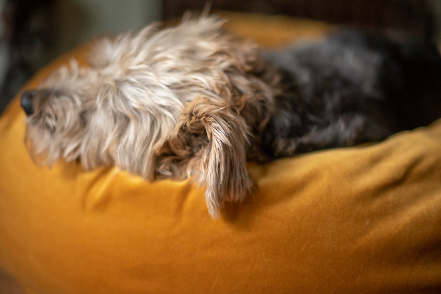 velvet dog bed small size