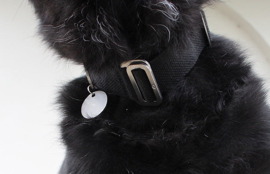 BEST COLLAR FOR A BLACK DOG : WE RUN THROUGH THE OPTIONS