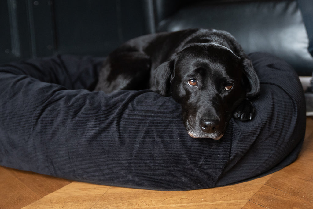 WHICH BED FOR A BLACK LAB?
