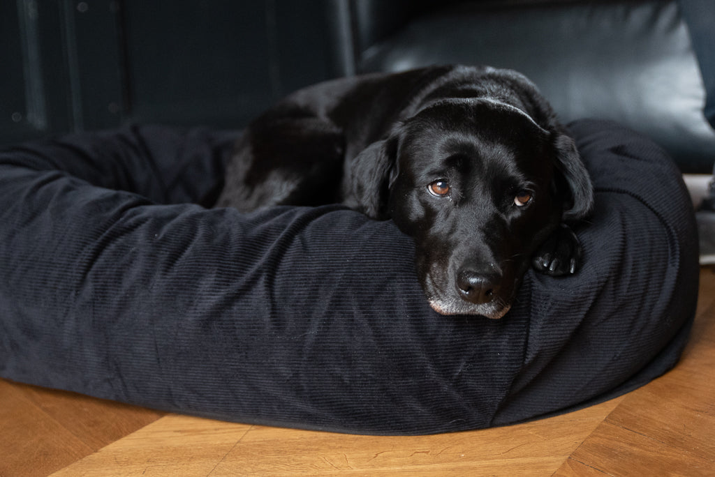 WHAT IS THE BEST DOG BED FOR A BLACK LAB?