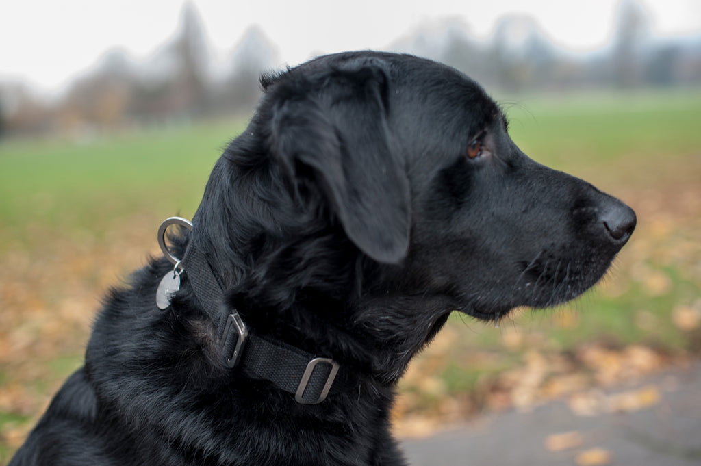 GUS : COLLARS AND LEADS FOR A BLACK LAB