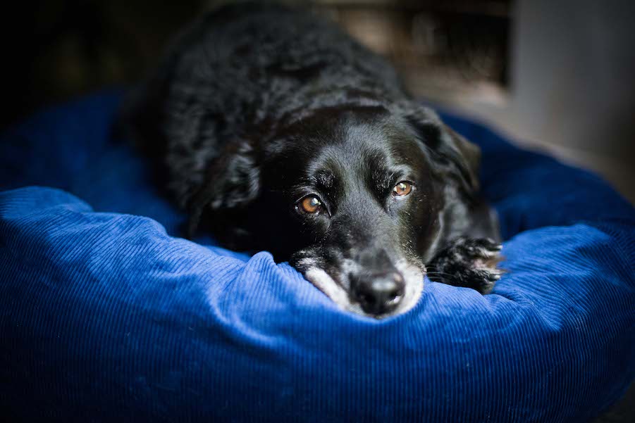 THINGS TO CONSIDER WHEN BUYING A DOG BED