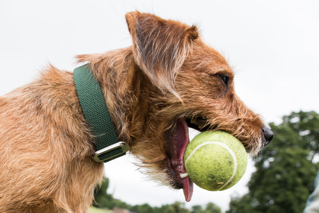 SCOUT : COLLARS AND LEADS FOR A TERRIER TYPE