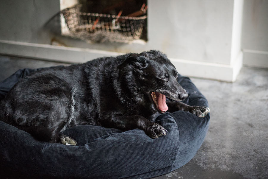 DOG BEDS : FREQUENTLY ASKED QUESTIONS : WHAT MAKES THEM SO GOOD?