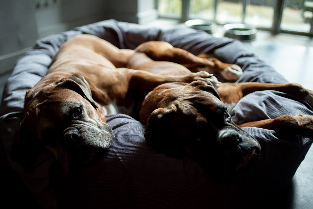 LARGE DOG BEDS FOR BIG DOGS WHO WANT TO STRETCH OUT FULLY SUPPORTED
