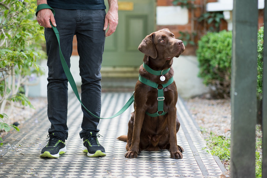 ARGO A CHOCOLATE LAB GOES FOR A WALK IN HIS GREEN HARNESS