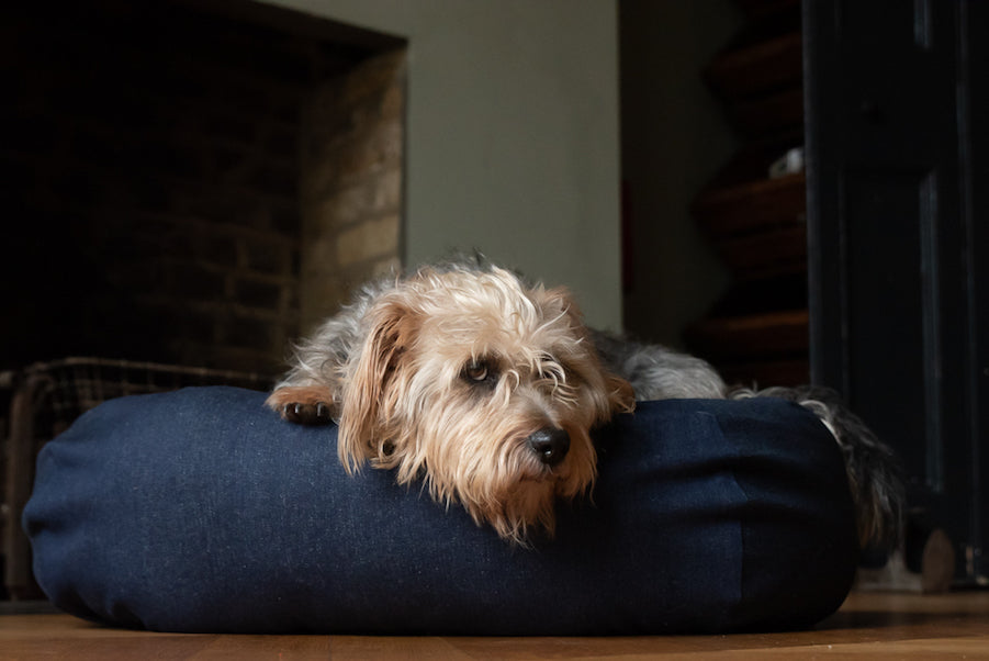REPAIR FOR LIFE AND FREE PATCH SERVICE FOR HINDQUARTERS DOG BEDS