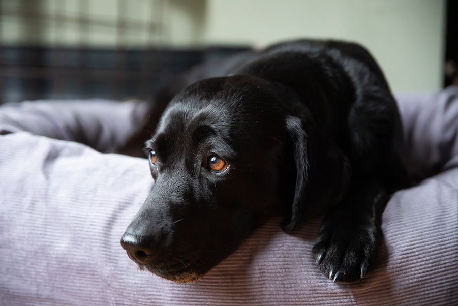 NICE AND SENSIBLE CORDUROY DOG BEDS
