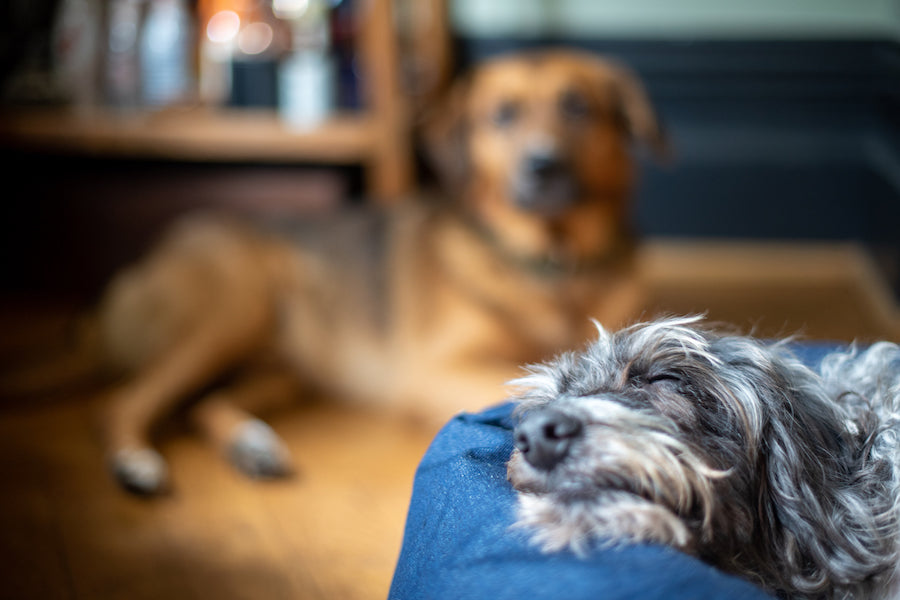 COMFY DOG BEDS THAT LAST A LIFETIME : HOW HINDQUARTERS DOG BEDS TICK ALL BOXES