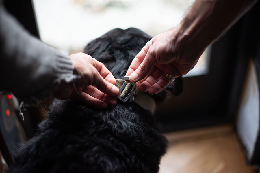 HOW DO I CHOOSE A GOOD DOG COLLAR? OUR HANDY GUIDE TO GETTING THE BEST COLLAR FOR YOUR DOG
