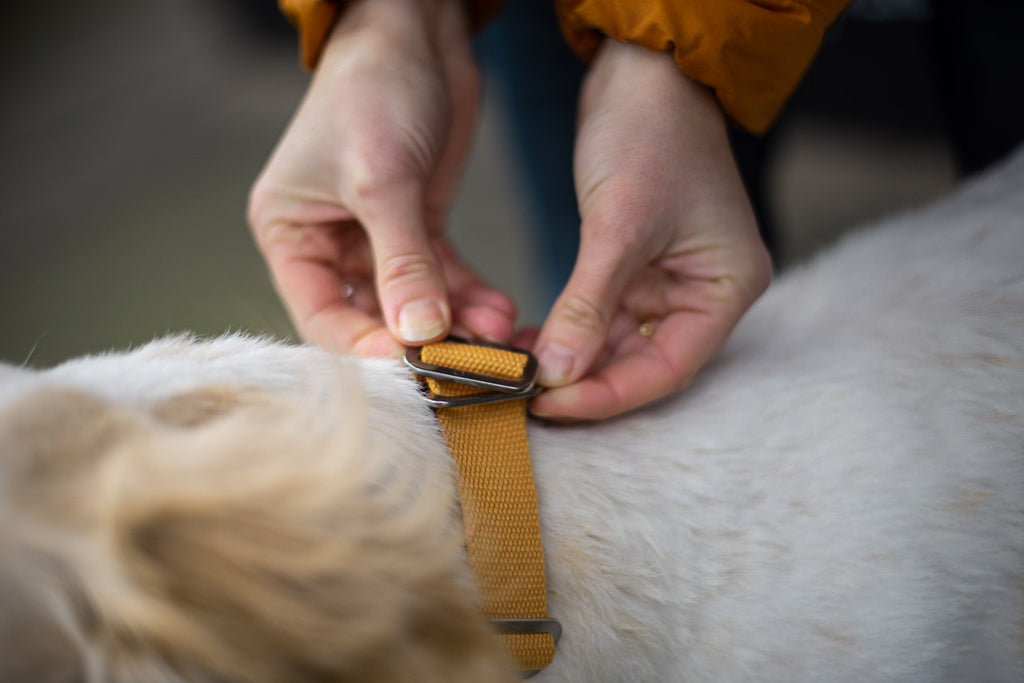 FREQUENTLY ASKED QUESTIONS : HINDQUARTERS DOG COLLARS AND HOW THEY TICK ALL BOXES