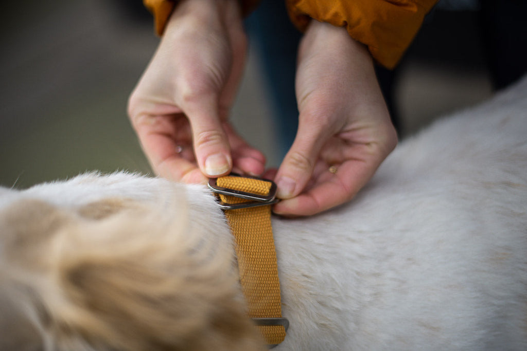 FAQS : HINDQUARTERS DOG COLLARS AND HOW THEY TICK ALL BOXES