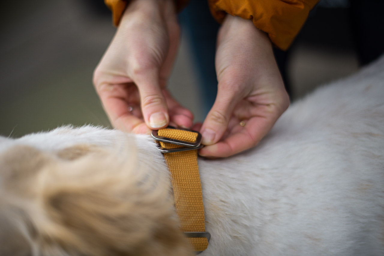 FAQS : HINDQUARTERS DOG COLLARS AND HOW THEY TICK ALL BOXES