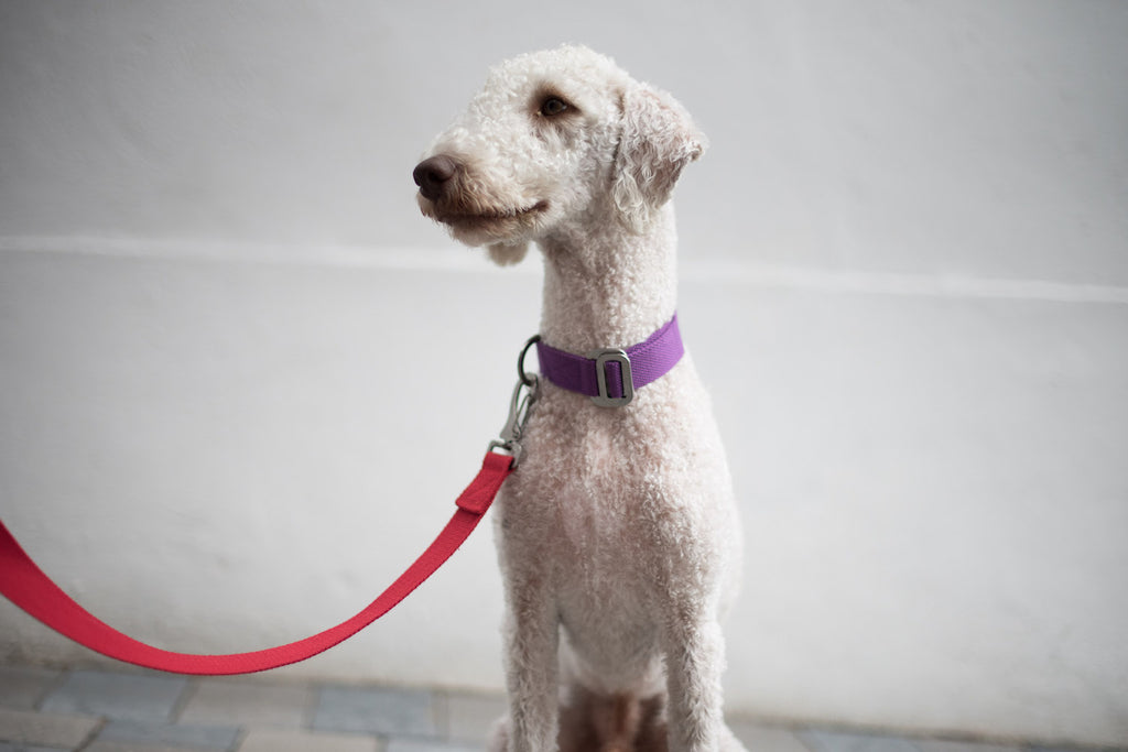 PABLO : COLLARS AND LEADS FOR A BEDLINGTON