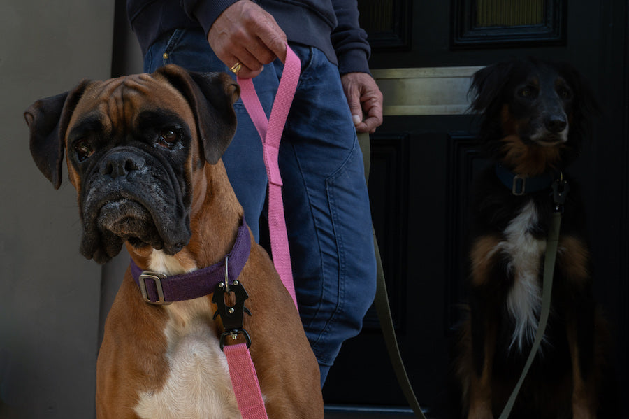 FAQs : HINDQUARTERS DOG LEADS