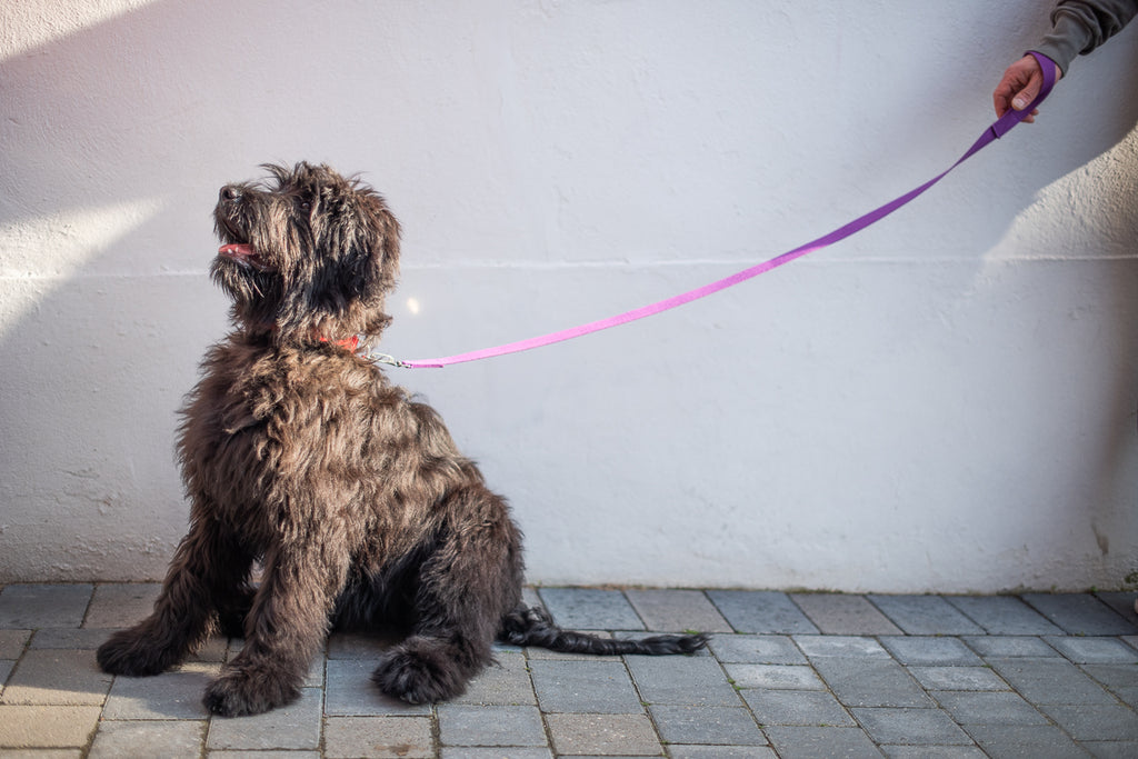 MALKA : COLLARS AND LEADS FOR A BRIARD