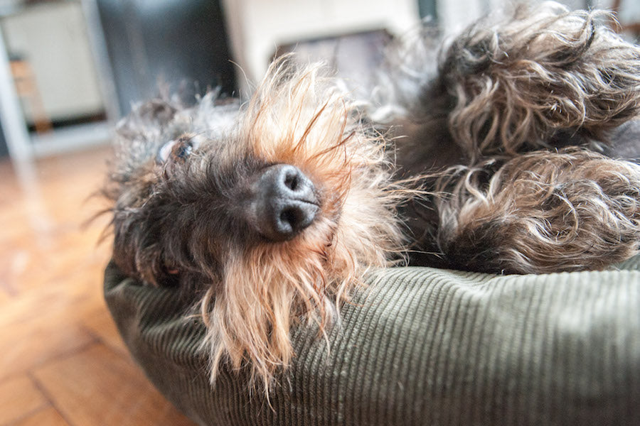 WHICH DOG BED SHOULD I BUY?