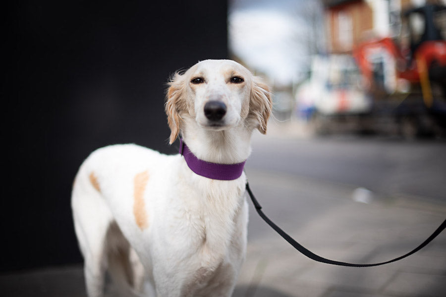 black dog lead for a saluki