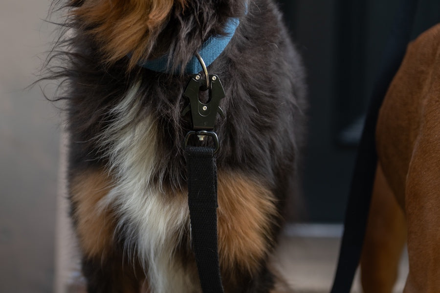 black dog lead with strong clip