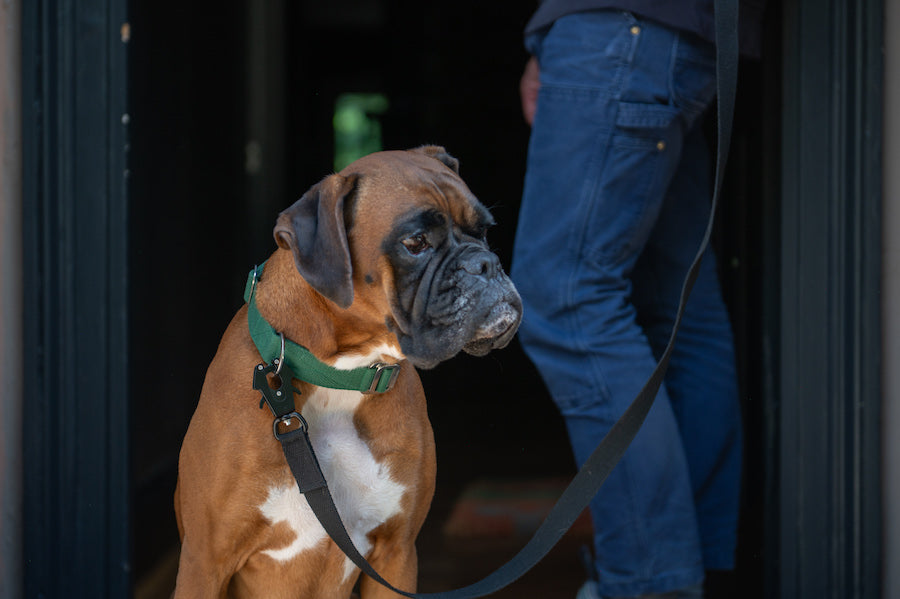 black dog leash