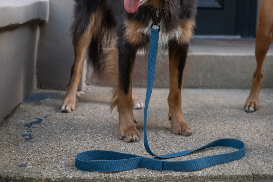 comfy blue dog lead