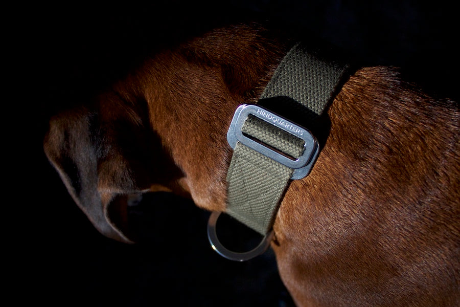 comfy khaki dog collar