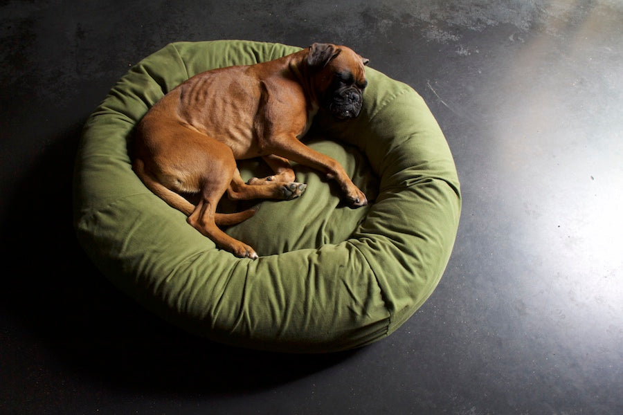 comfy large green dog bed