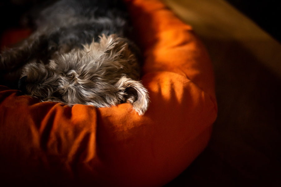 comfy orange bed for dog