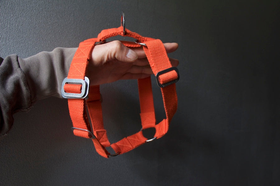 comfy orange harness for small dog