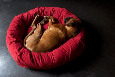 comfy red bed for Boxer dog