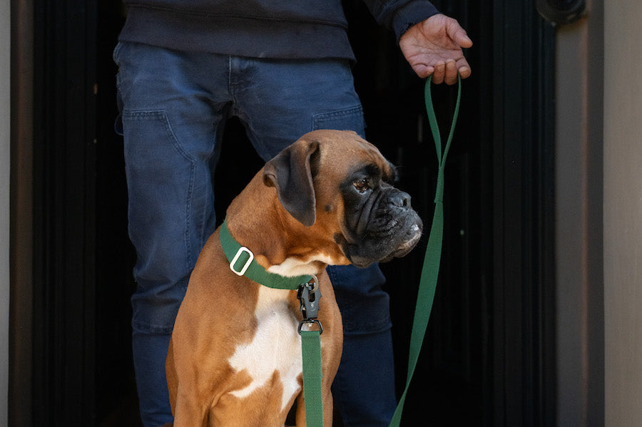 green dog leash