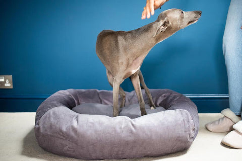 grey bed for whippet