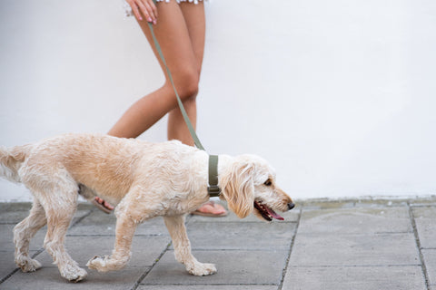 khaki collar and lead