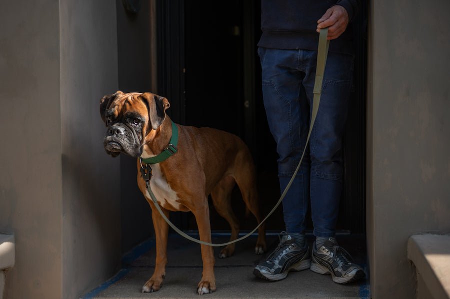 khaki lead for boxer dog