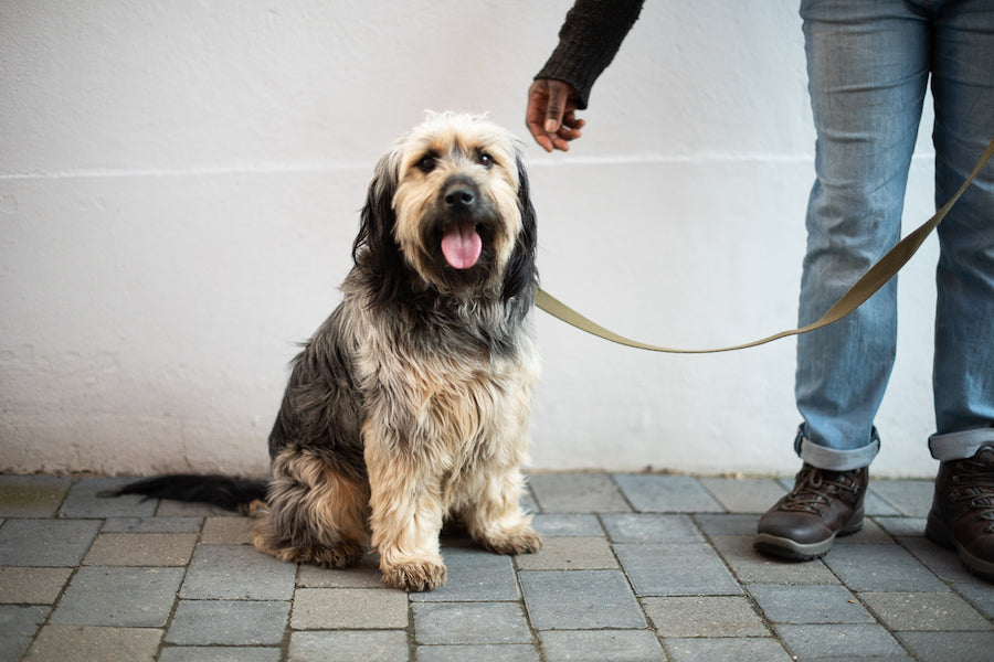 khaki lead for dog