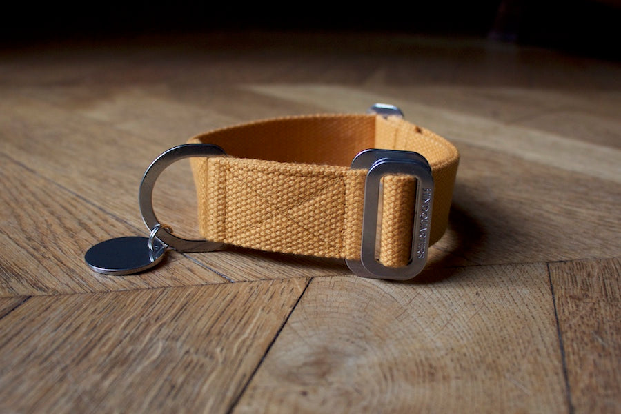 mustard yellow dog collar