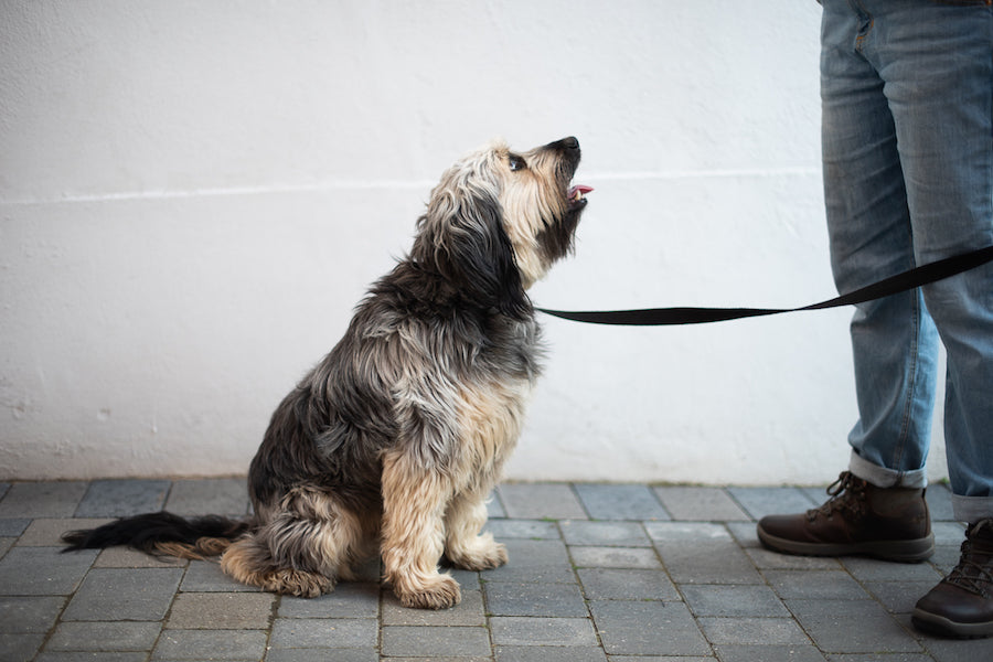 nice black dog lead