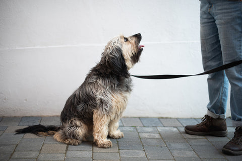 nice black dog lead