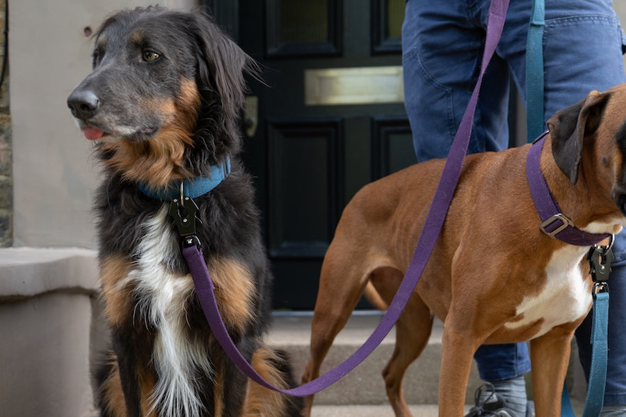 purple comfy strong dog lead