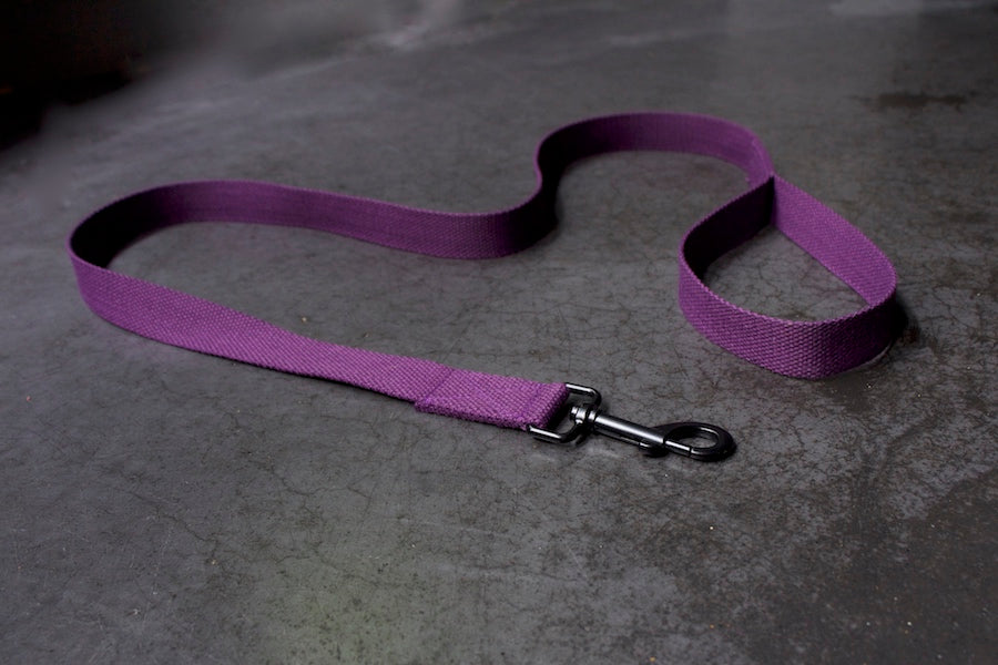 purple dog lead