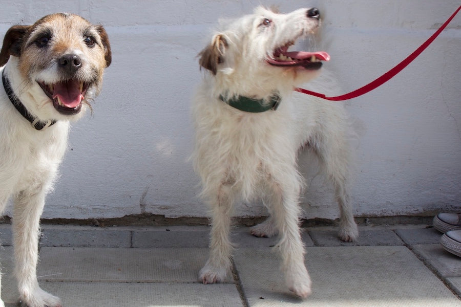 red lead for terrier